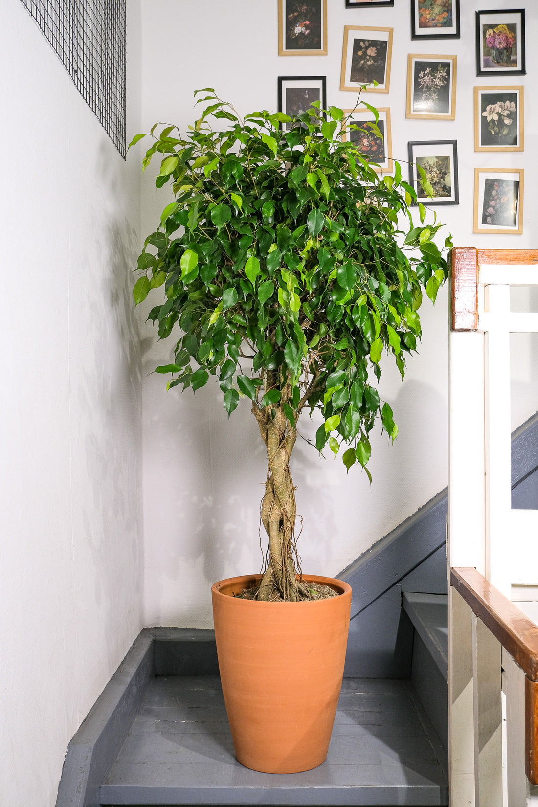 Ficus Be Exotica Twisted - Image 2