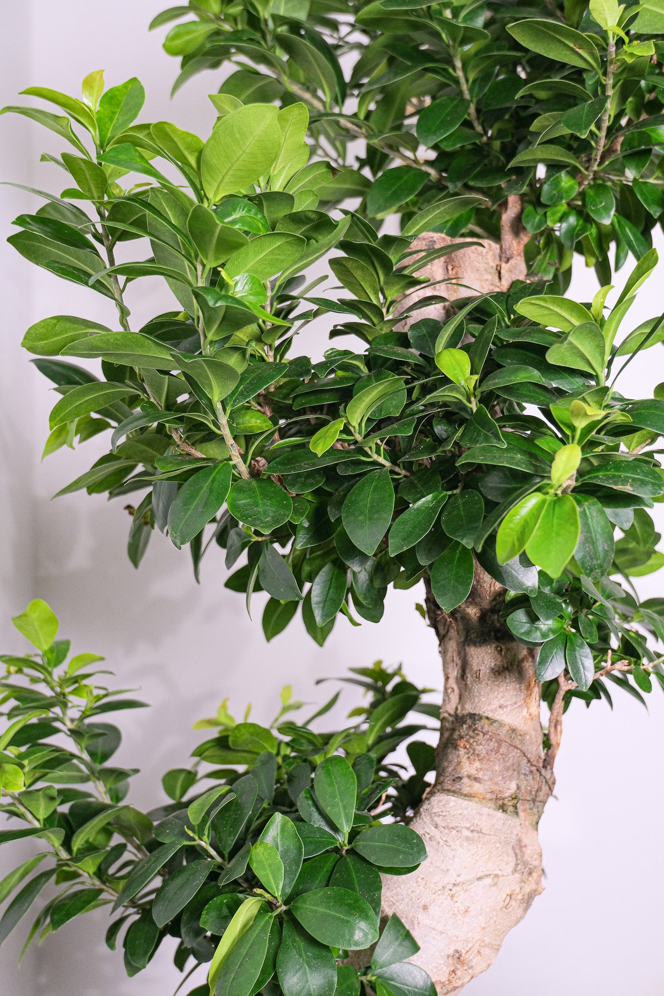Bonsai Ficus Ginseng - Image 13