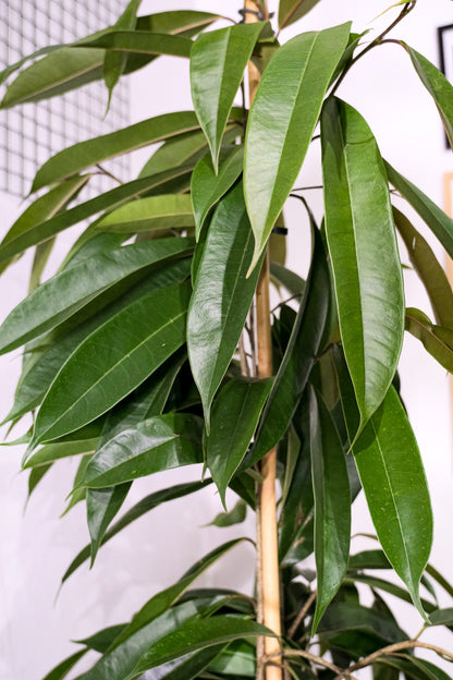 Ficus Bin Amstel King - Image 4