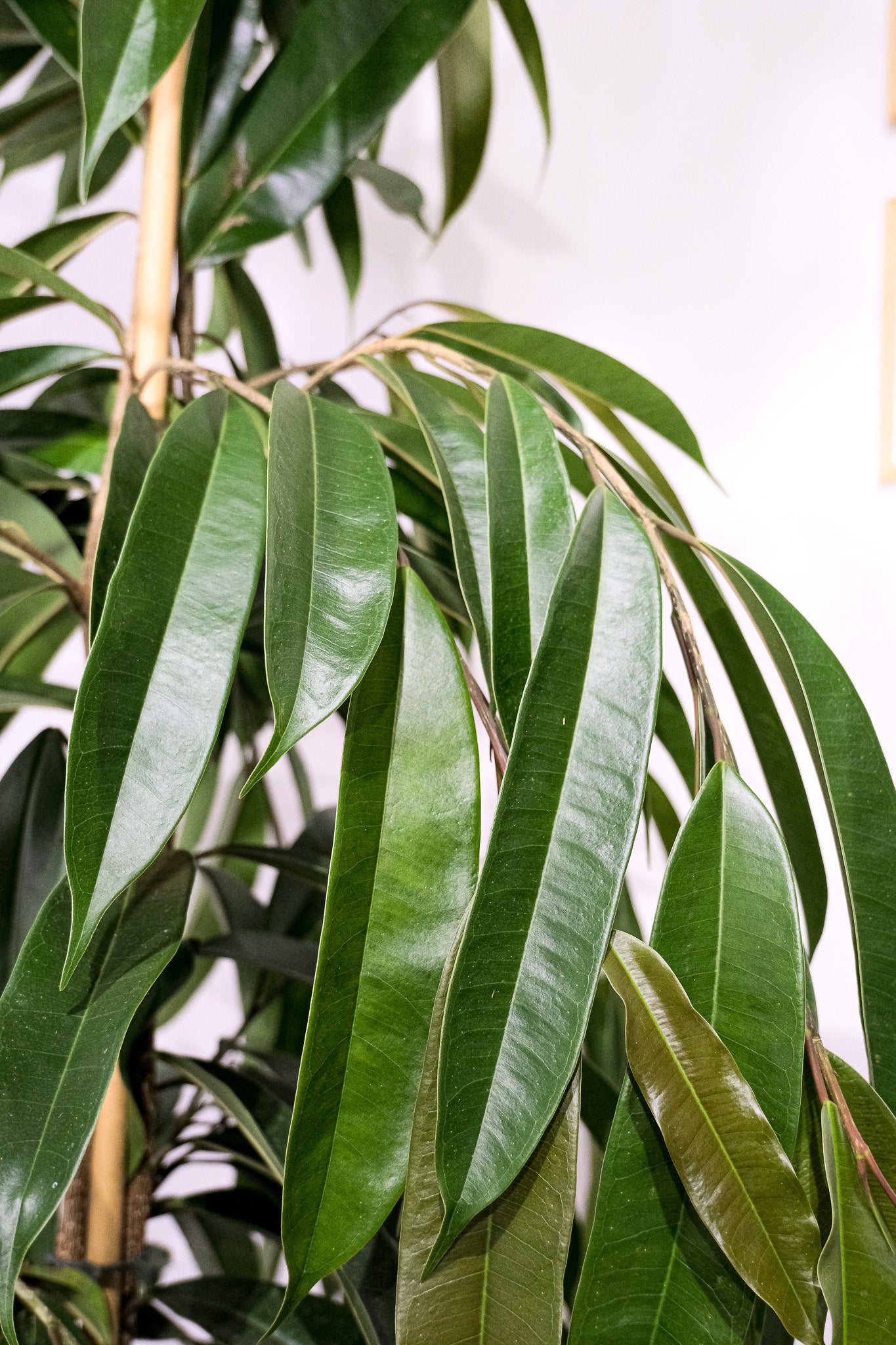 Ficus Bin Amstel King - Image 5