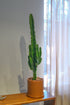 Euphorbia Eritrea - DSCF4389.jpg