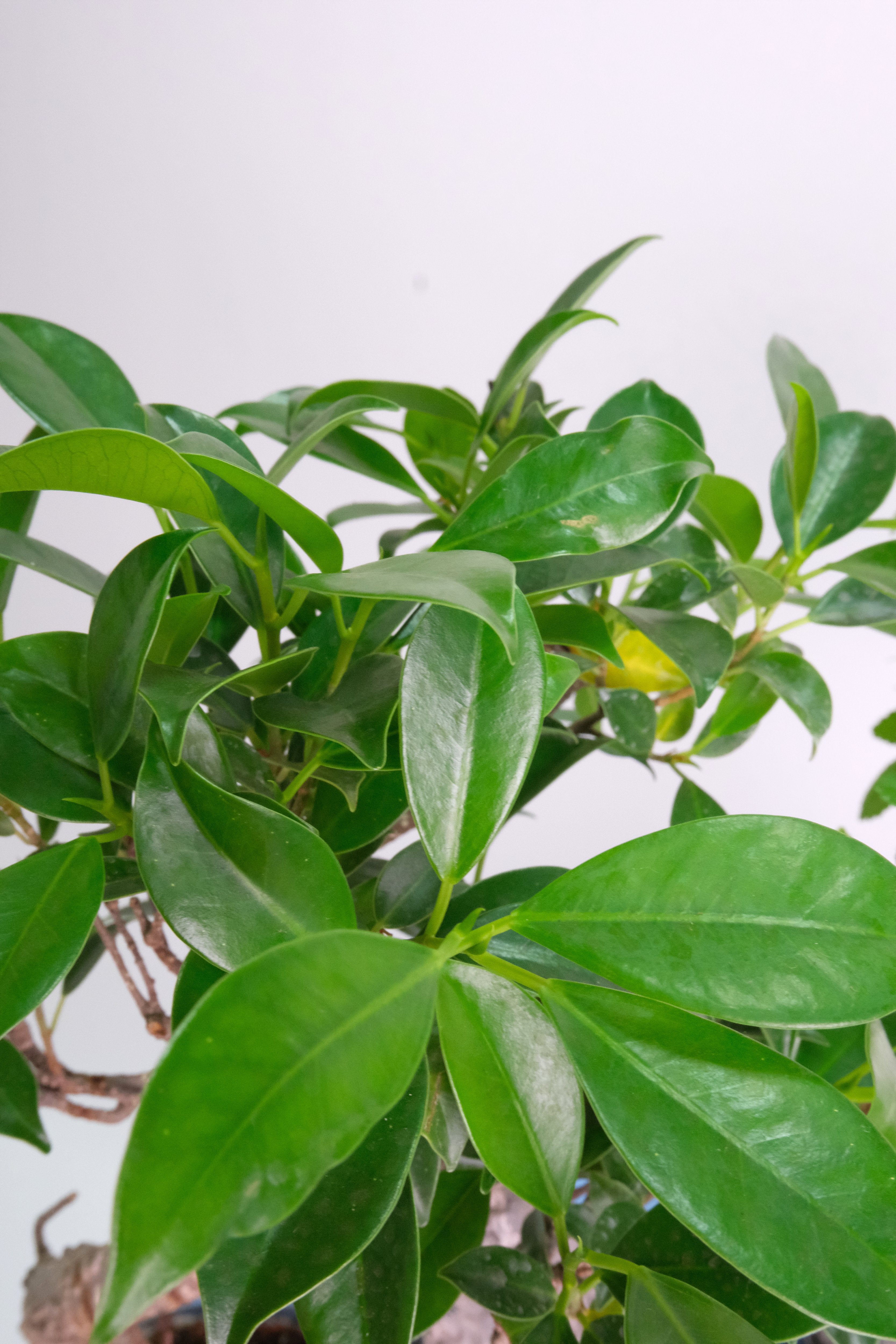 Bonsai Mix – Floral Soul