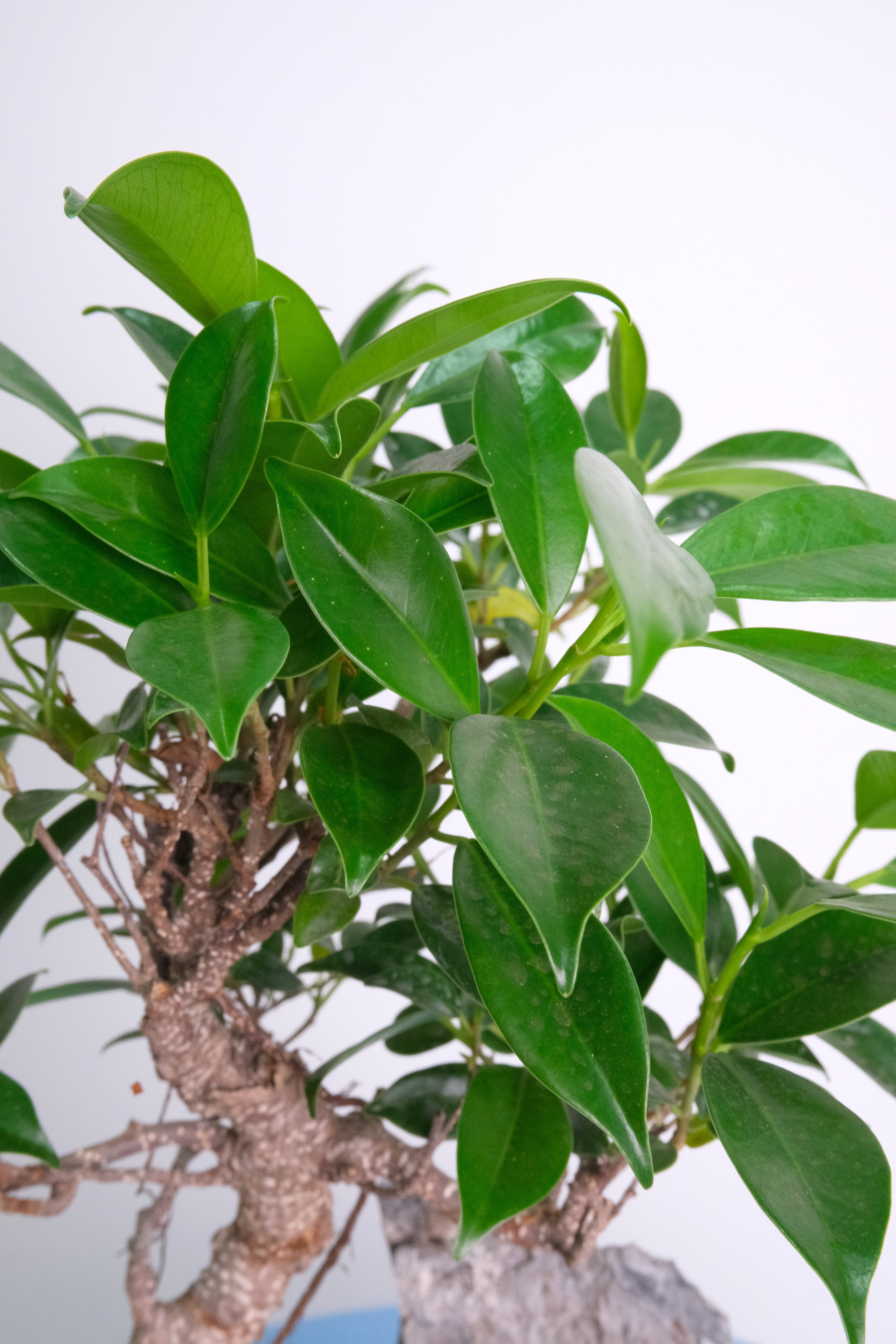 Bonsai Mix – Floral Soul