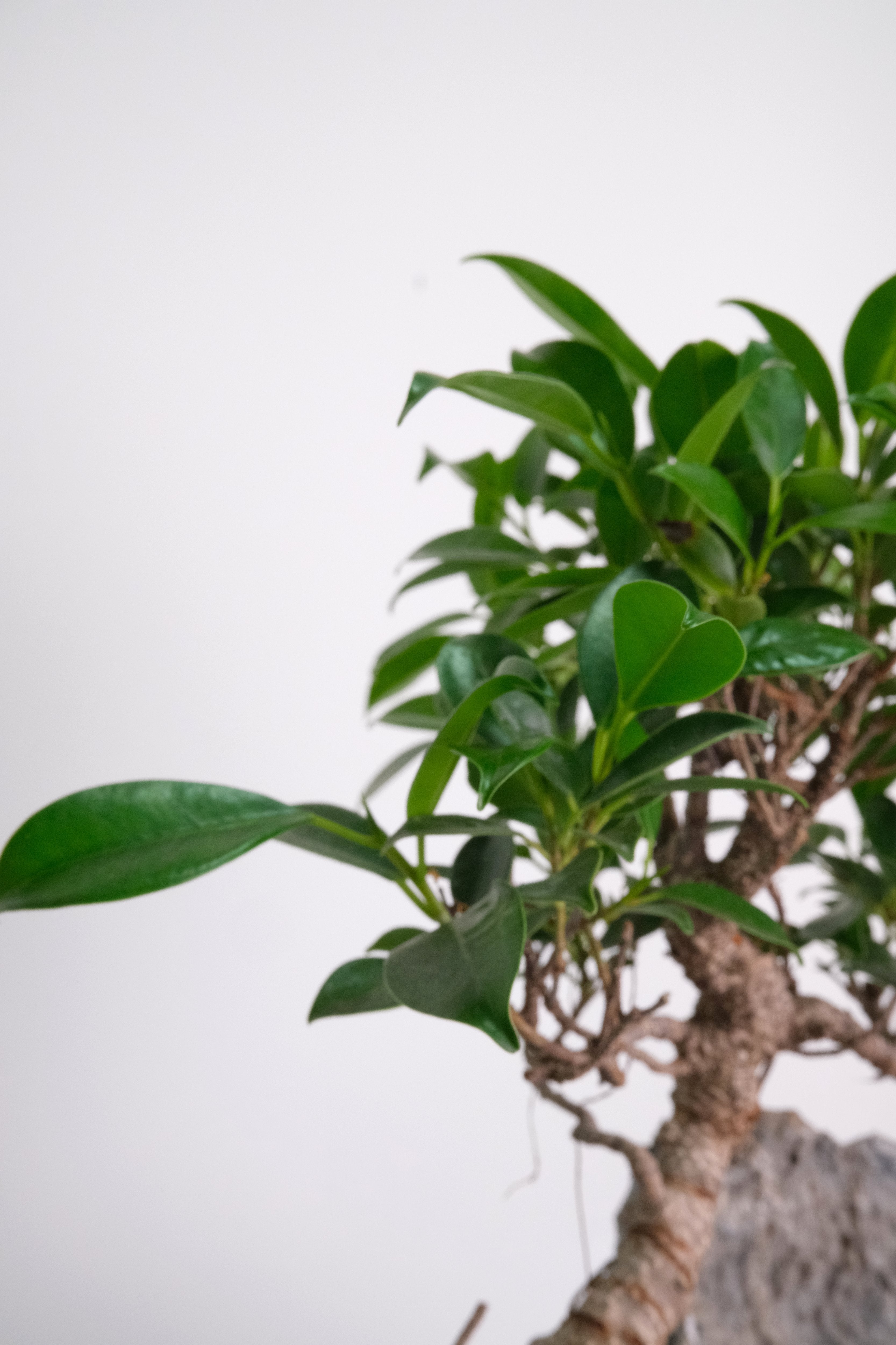 Bonsai Mix – Floral Soul