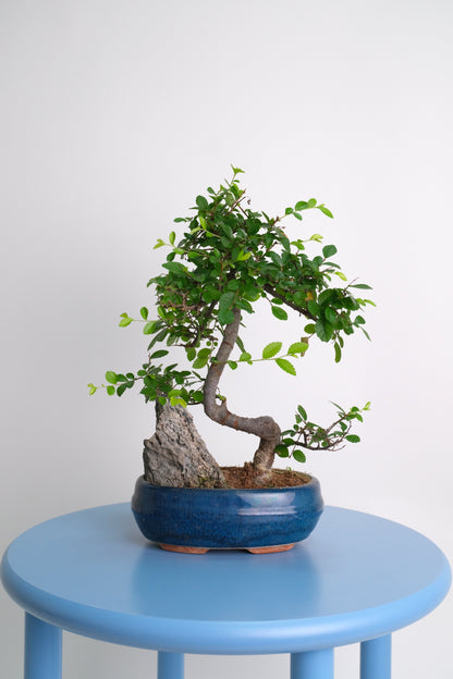 Bonsai Mix - Image 8