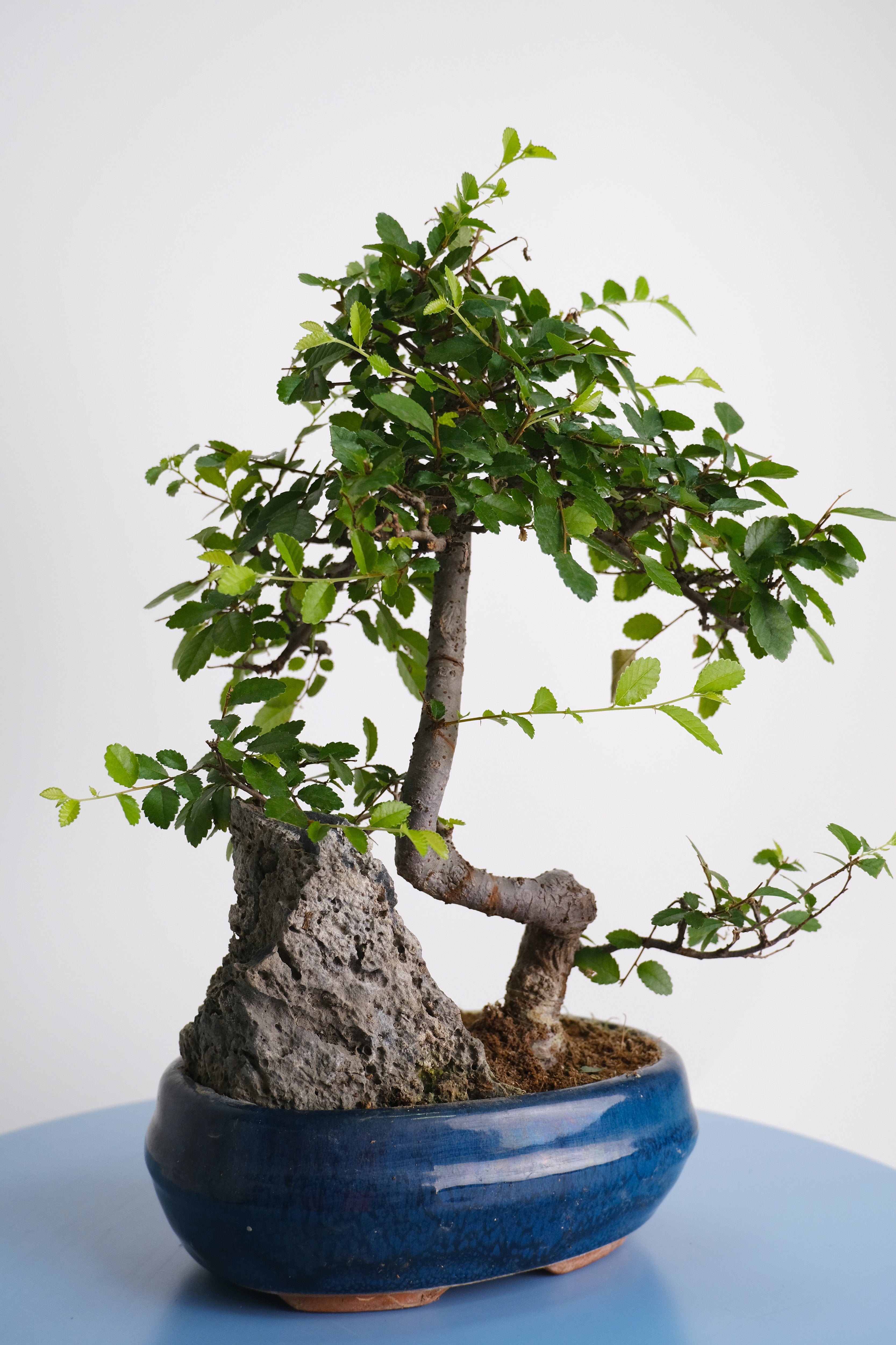 Bonsai Mix – Floral Soul