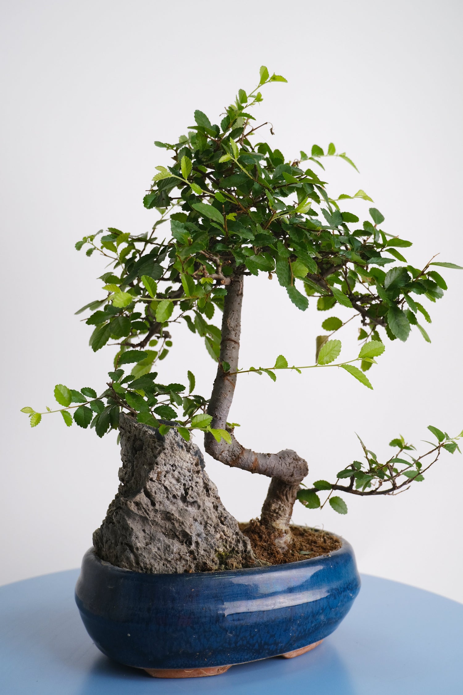 Bonsai Mix - Image 10