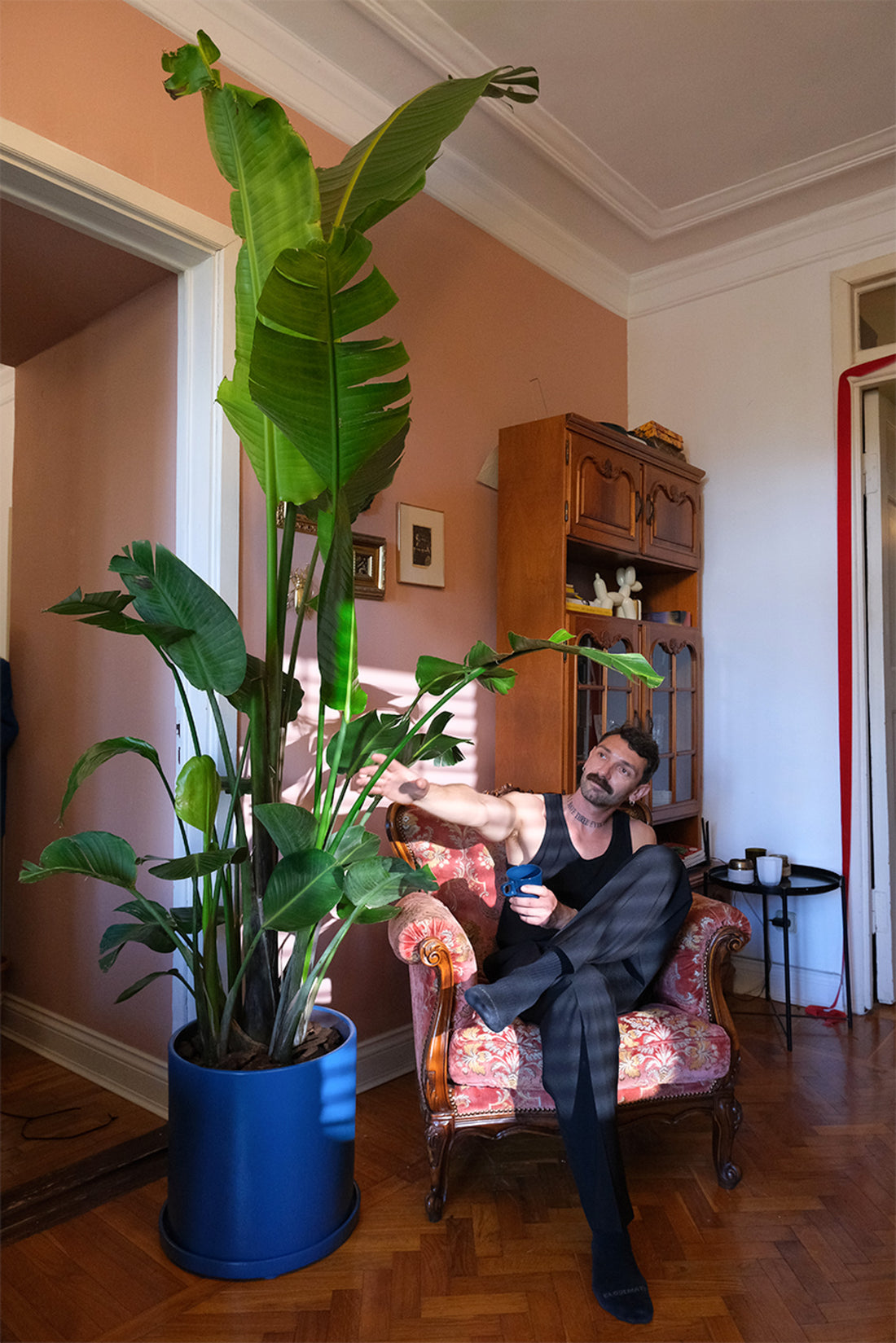 Strelitzia Nicolai - Image 21