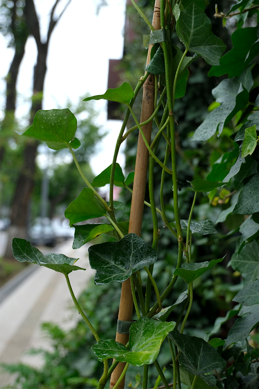 Hedera exterior - Image 10