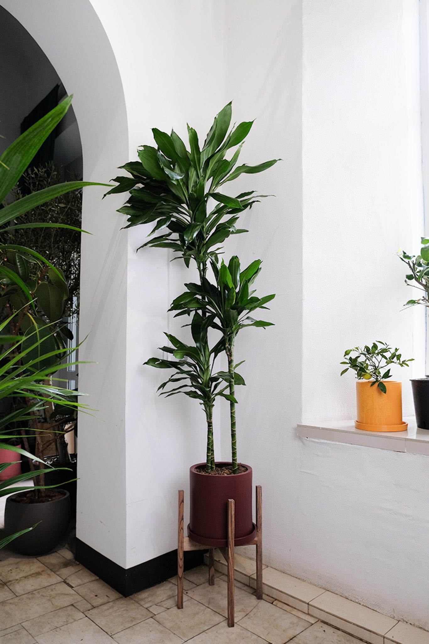 Dracaena Lind - Image 2
