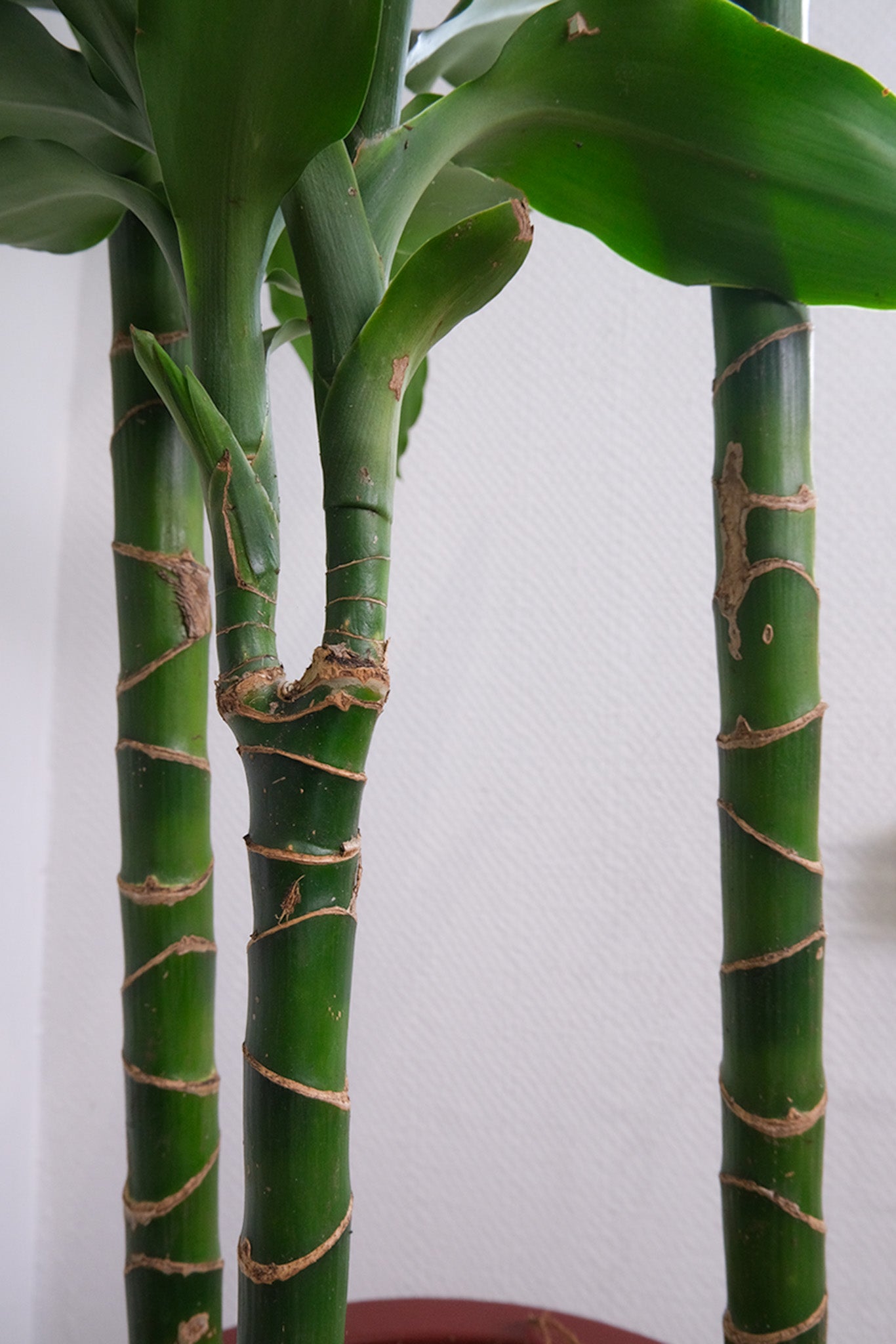 Dracaena Lind - Image 5