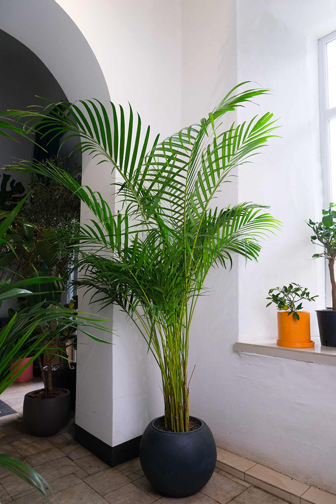 Dypsis - Image 13