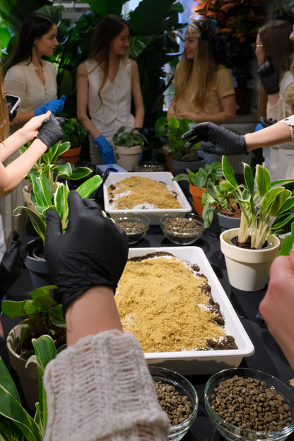 Atelier Primii Pași Plantare
