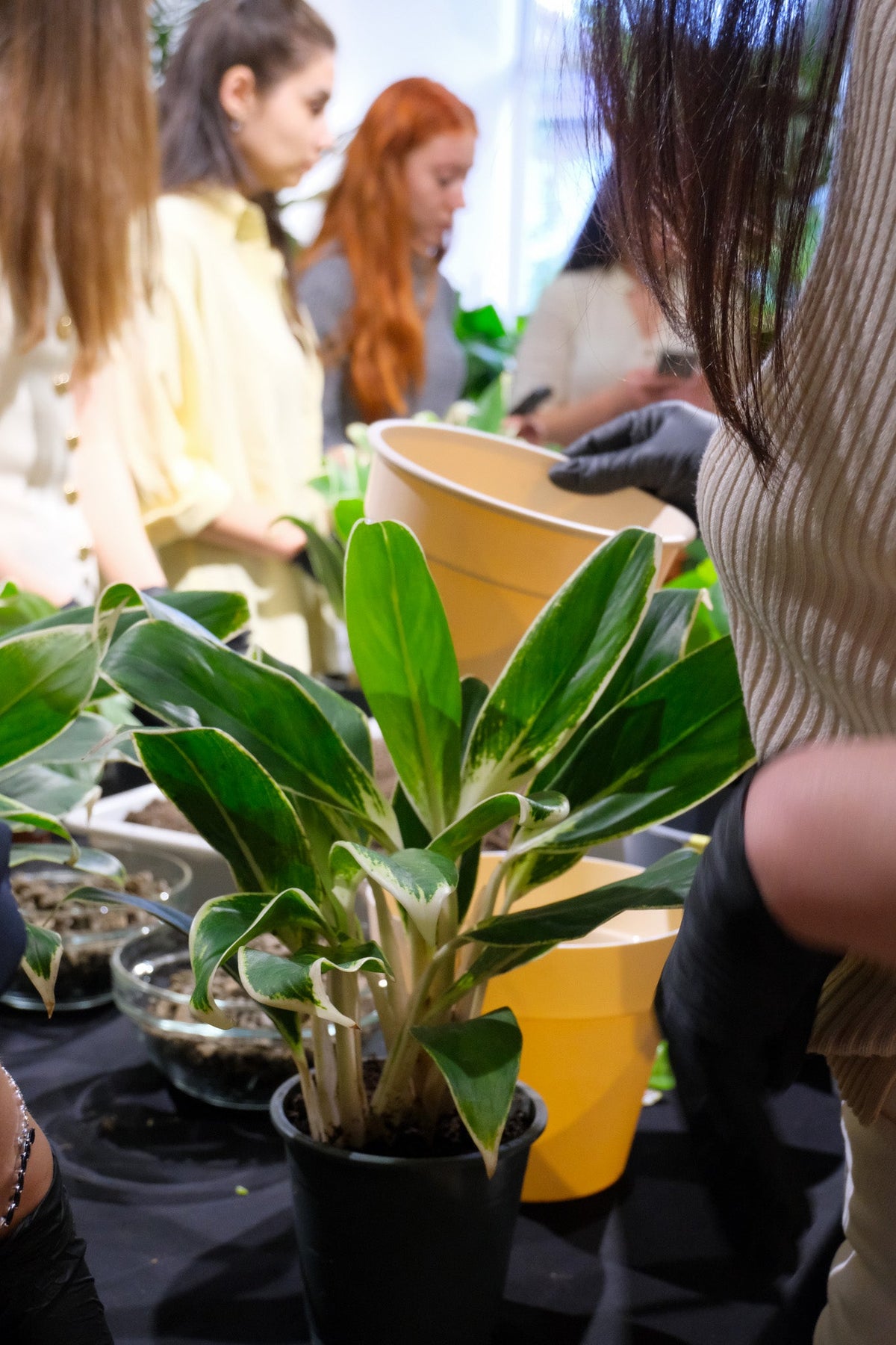 Atelier Primii Pași Plantare