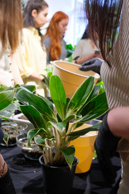 Atelier Primii Pași Plantare