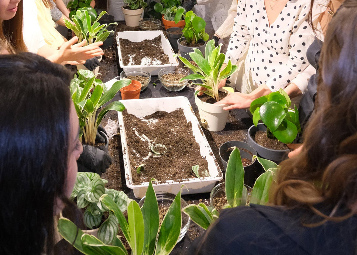 Atelier Primii Pași Plantare
