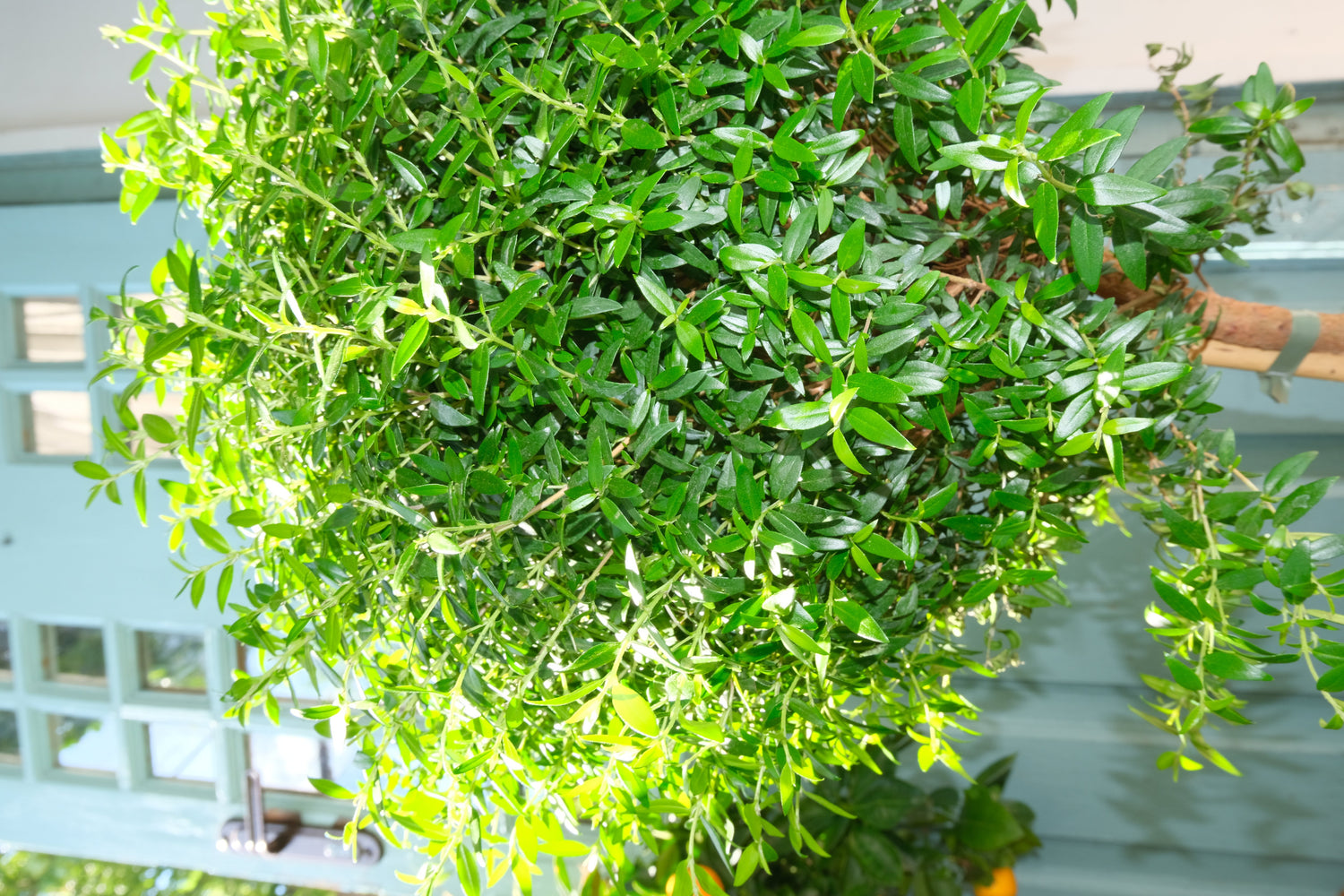 Myrtus On Stem