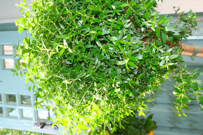 Myrtus On Stem