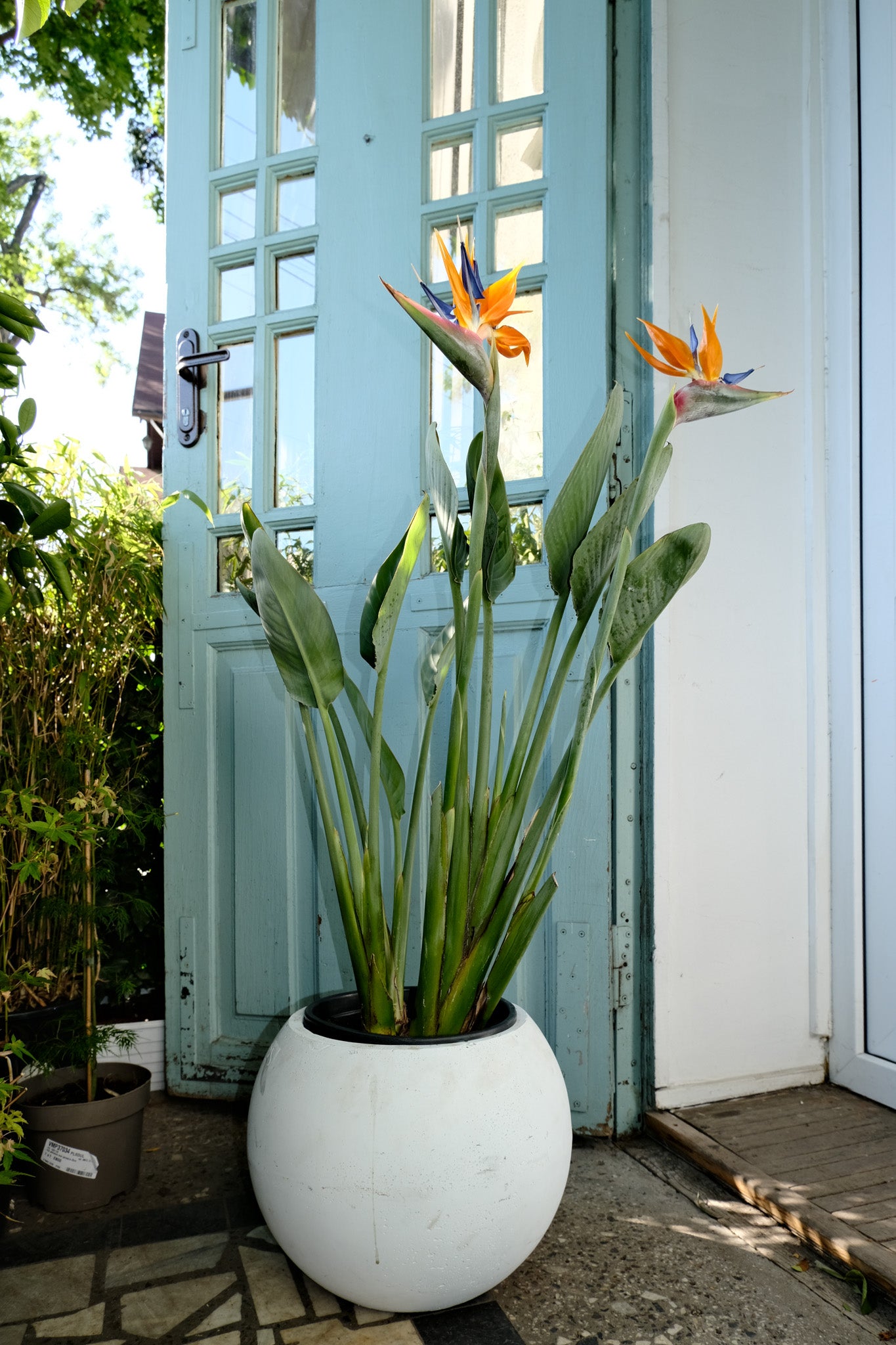 Strelitzia Reginae - Image 12