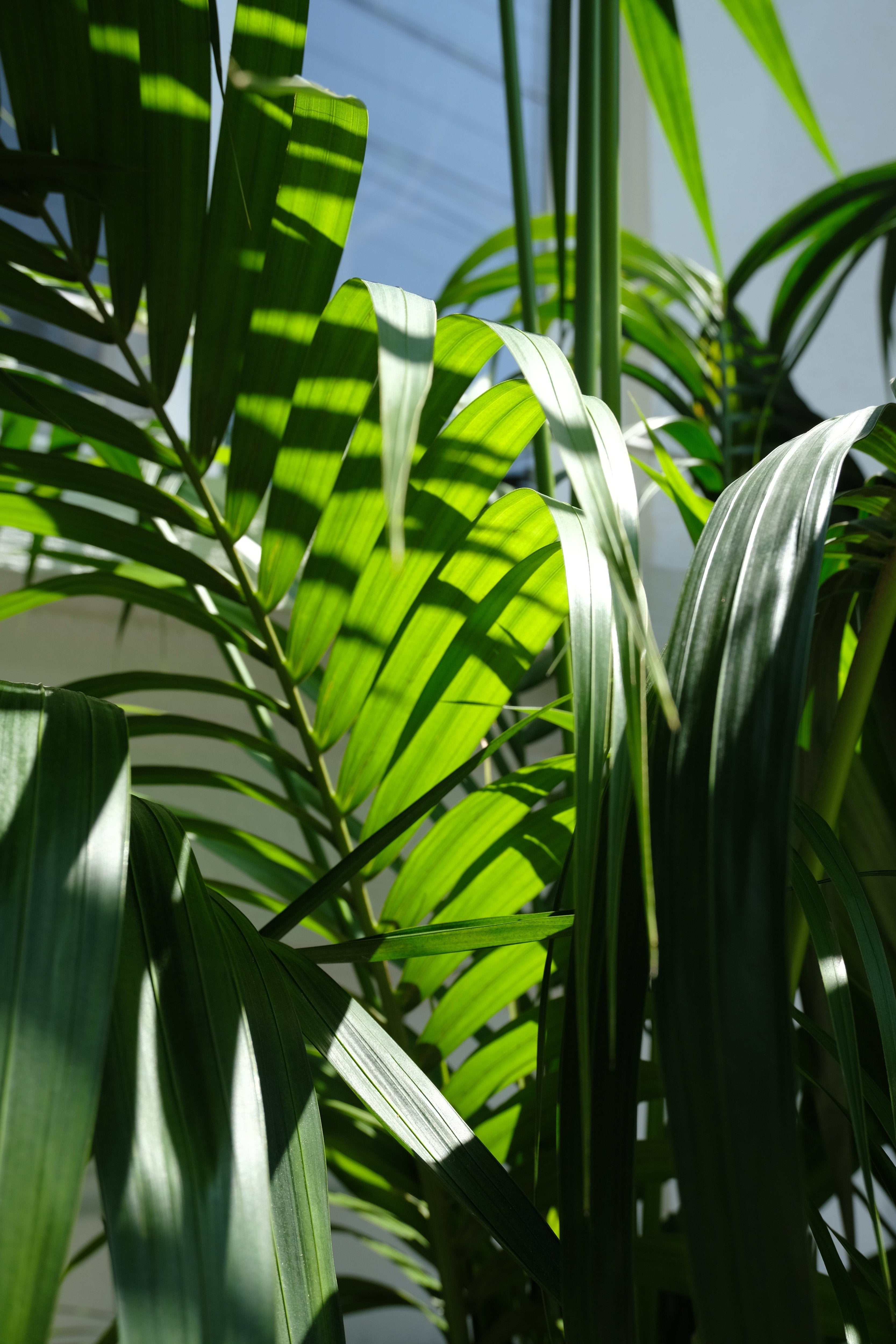 Howea Forsteriana - Image 16