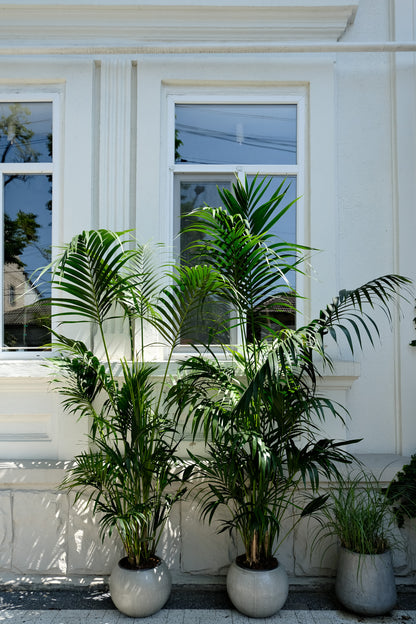 Howea Forsteriana - Image 17