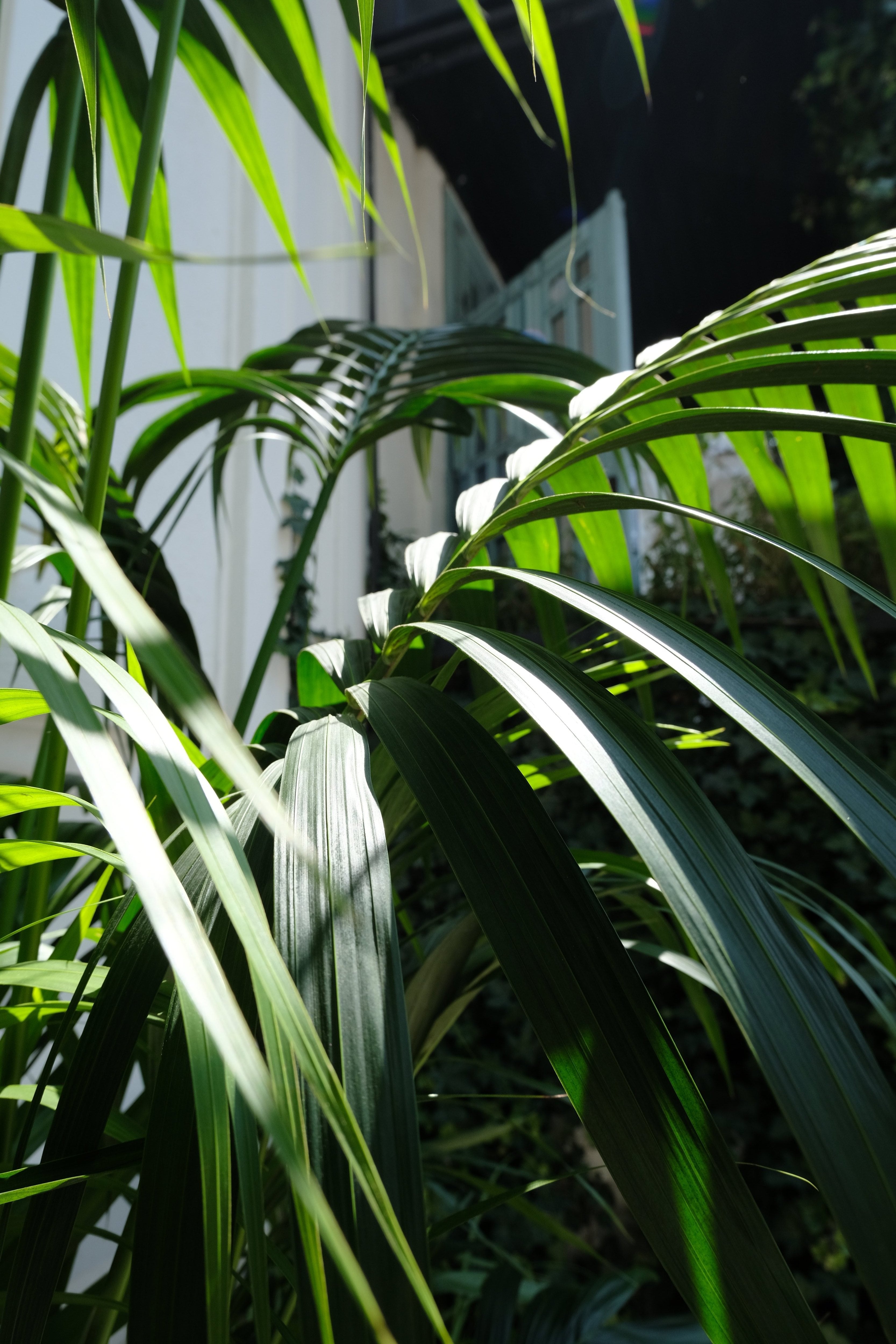 Howea Forsteriana - Image 18