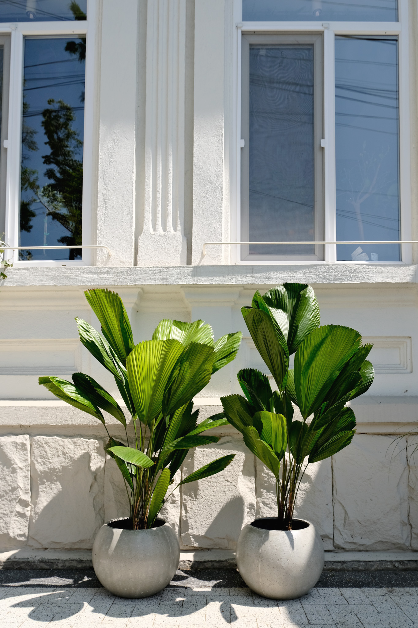 Licuala Grandis - Image 7