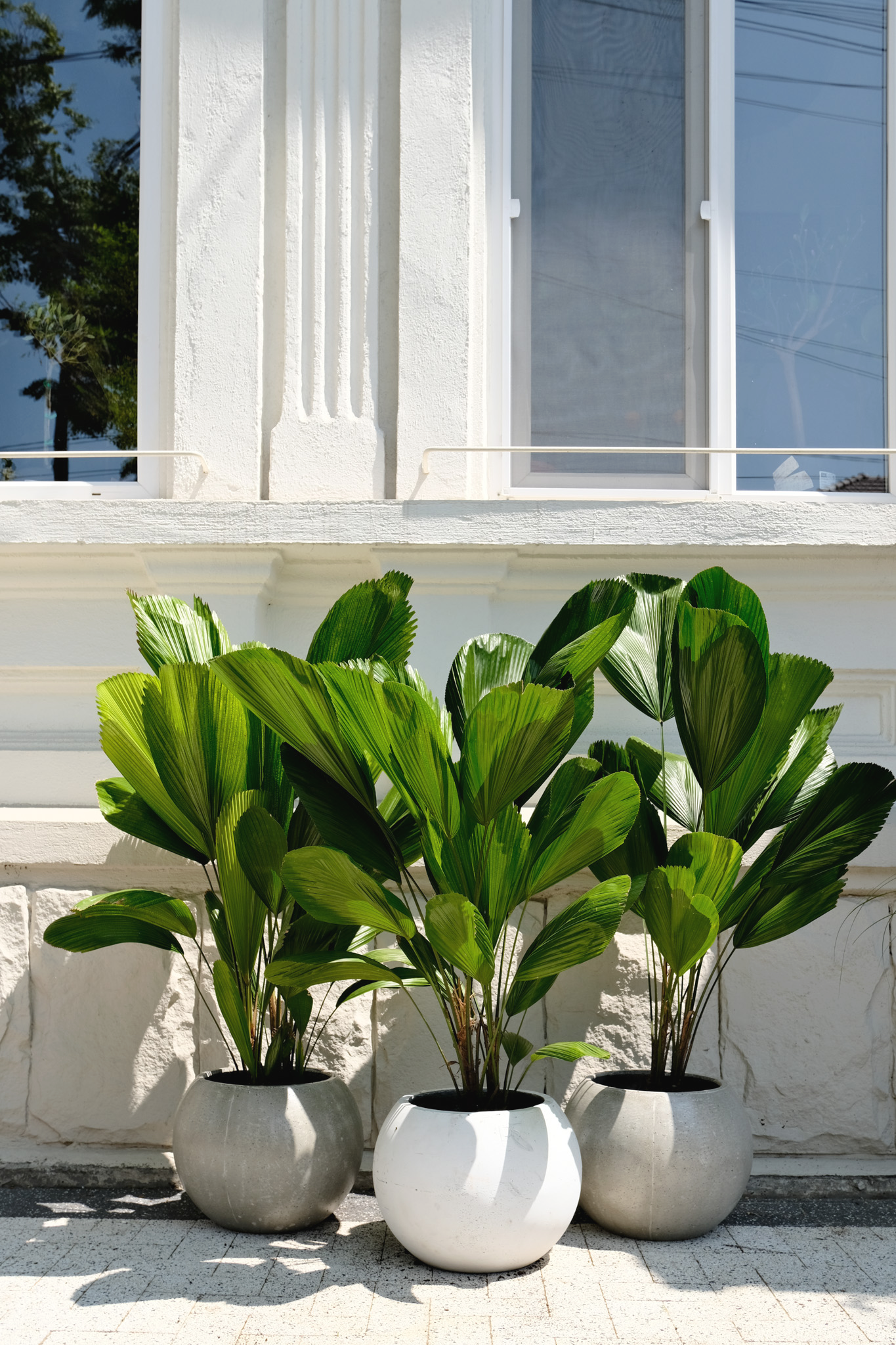 Licuala Grandis - Image 8