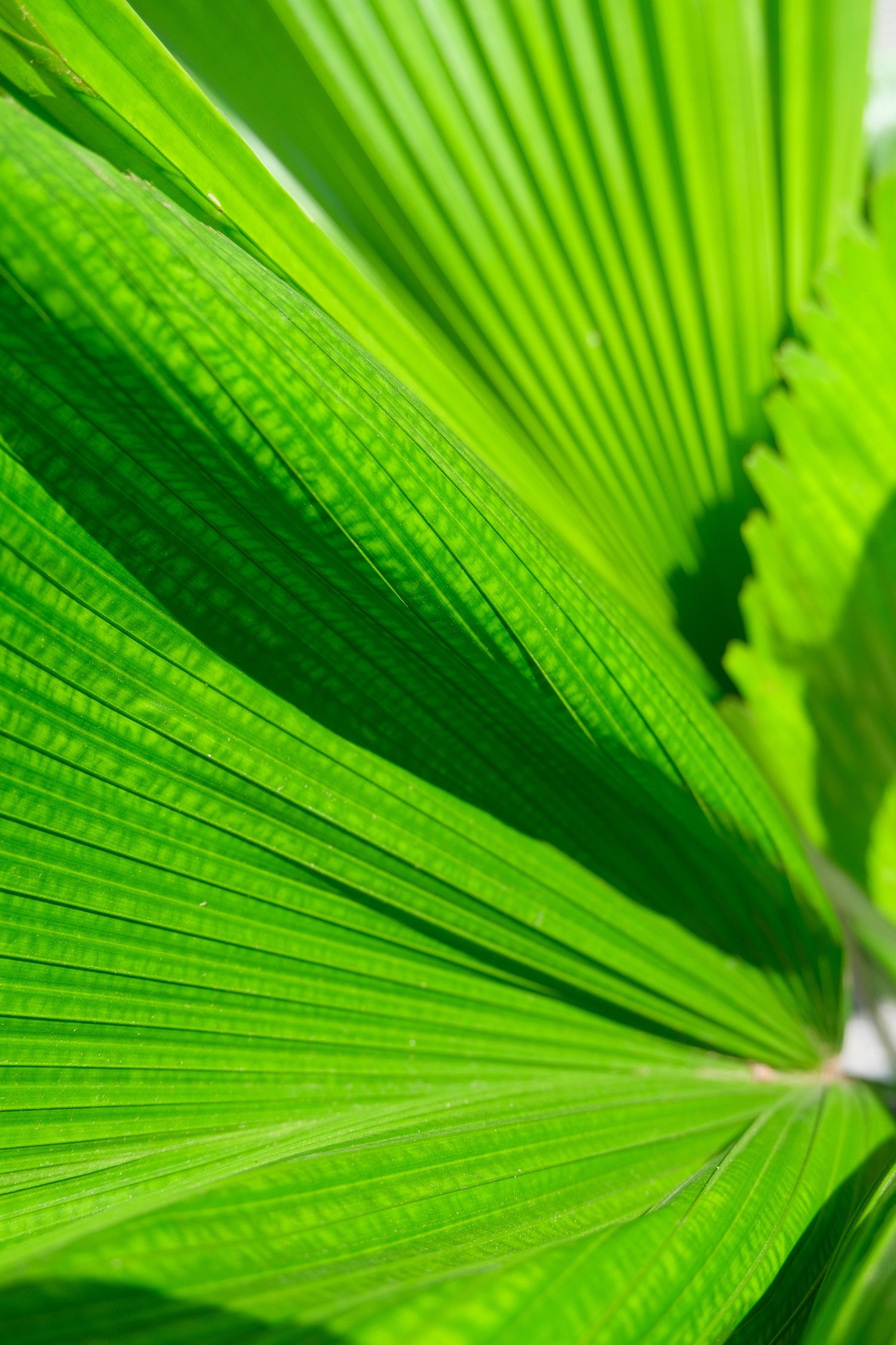 Licuala Grandis - Image 10