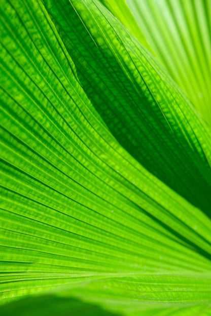 Licuala Grandis - Image 11