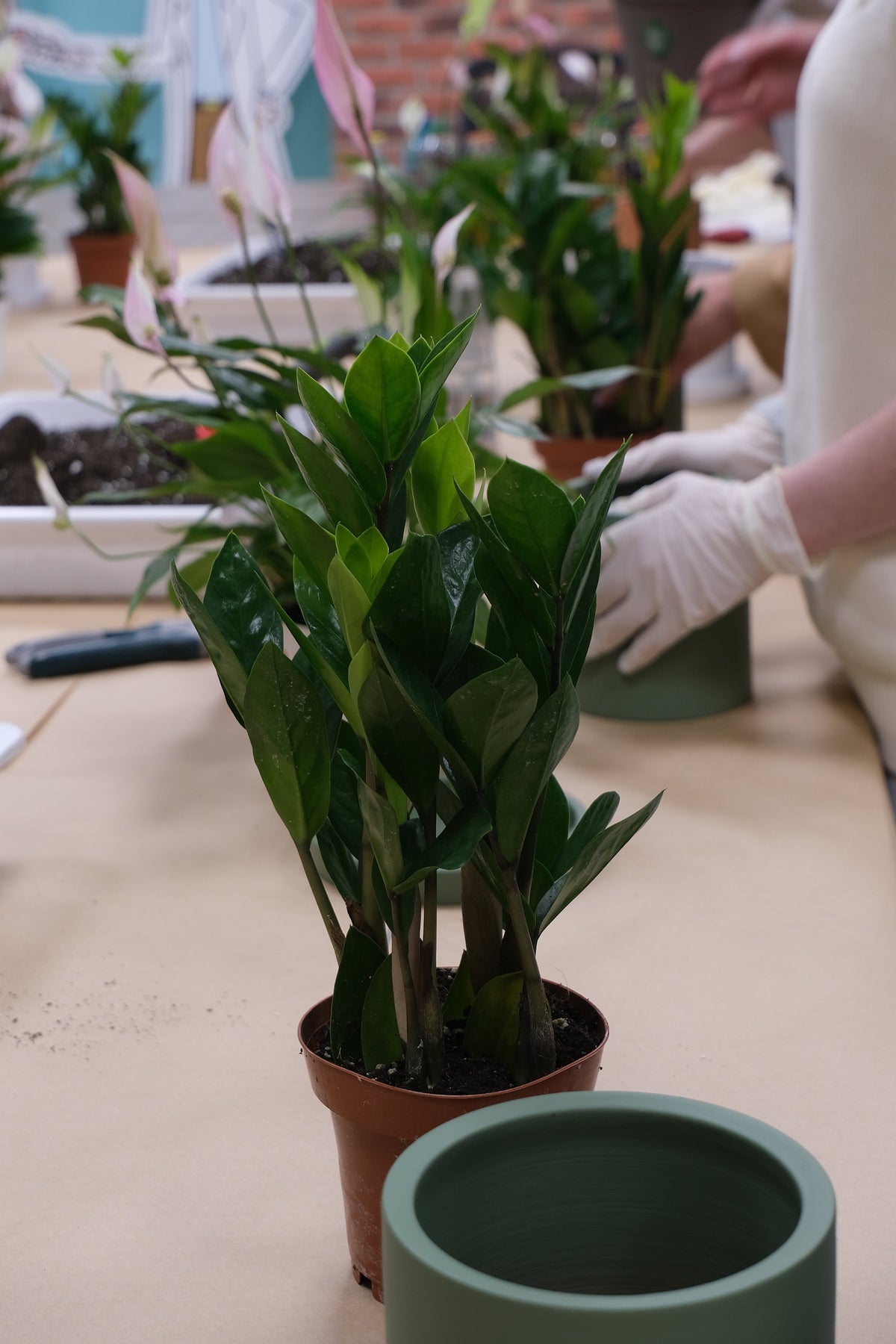 Atelier Primii Pași Plantare