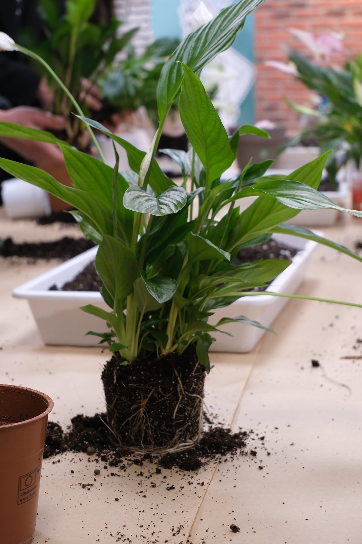 Atelier Primii Pași Plantare