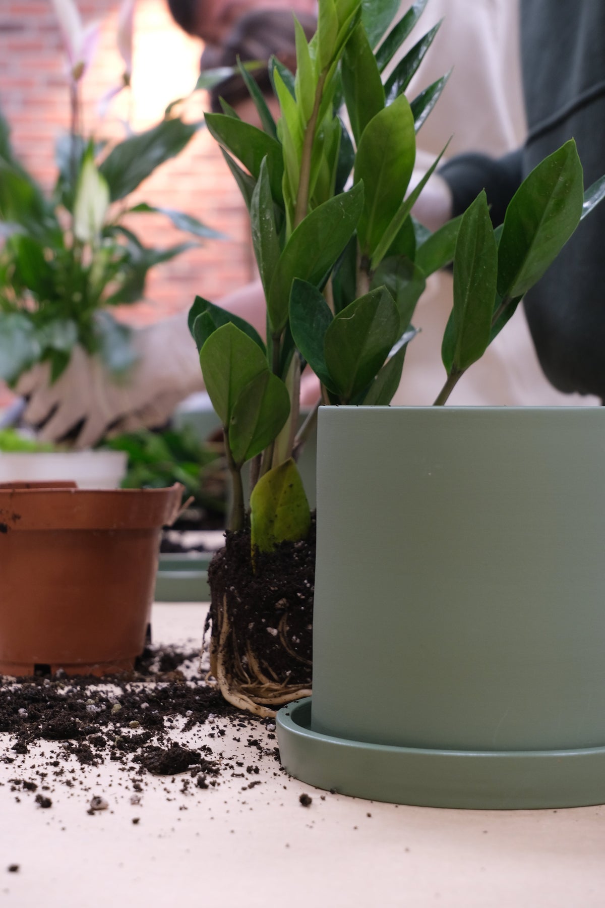 Atelier Primii Pași Plantare