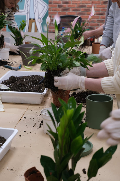 Atelier Primii Pași Plantare