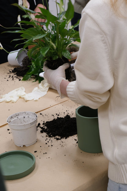 Atelier Primii Pași Plantare