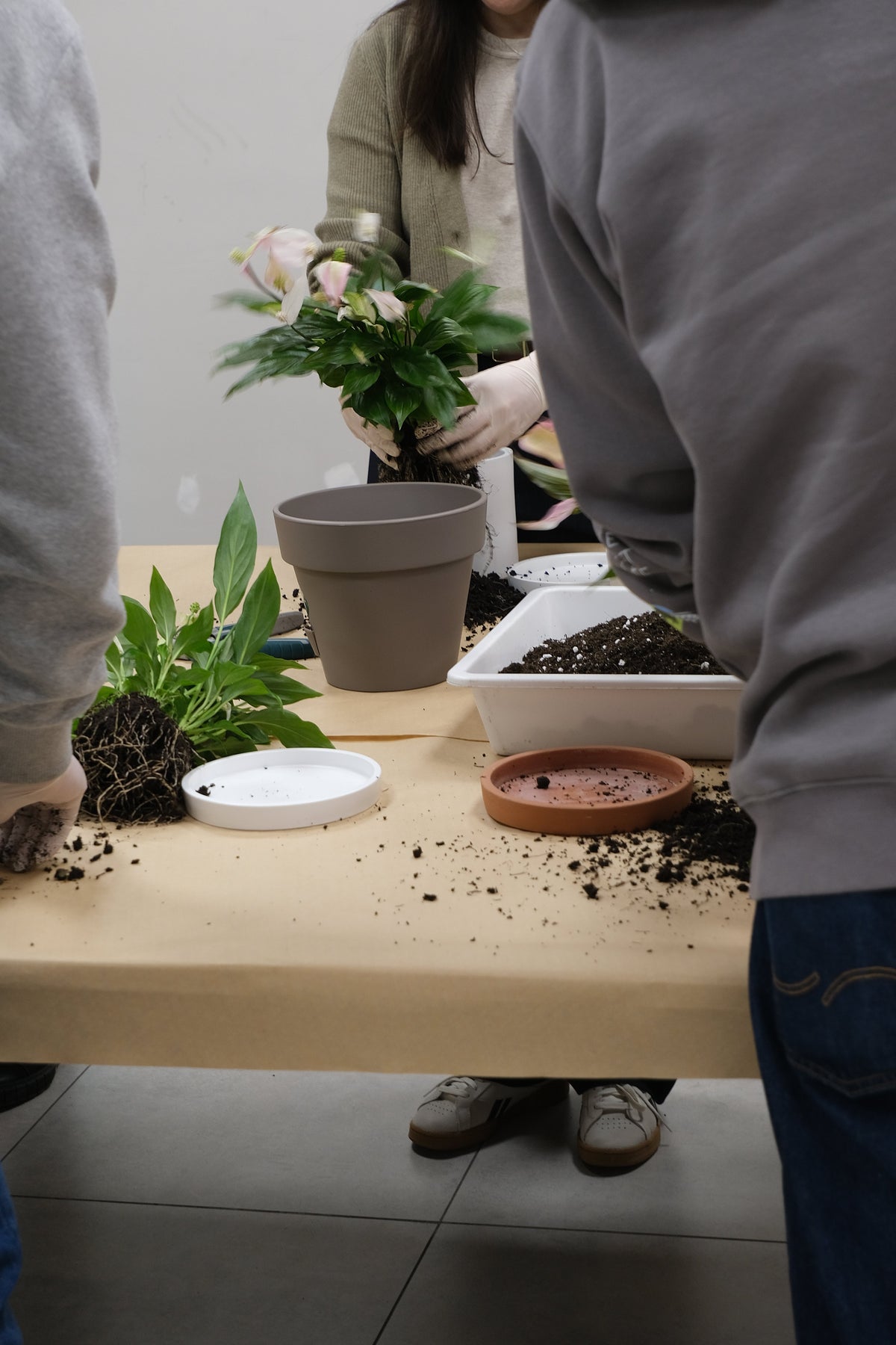 Atelier Primii Pași Plantare