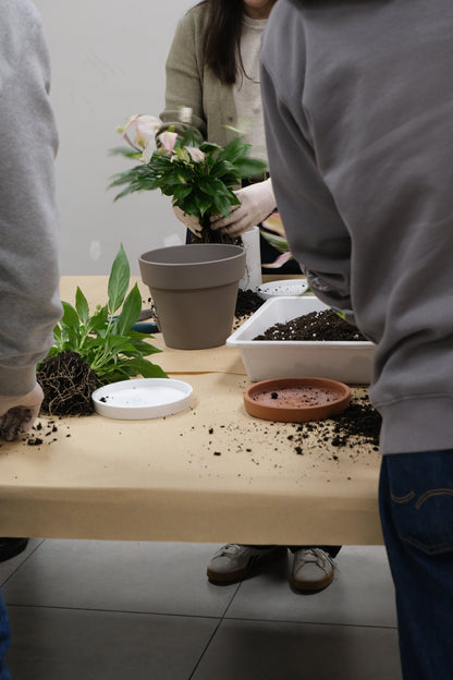 Atelier Primii Pași Plantare