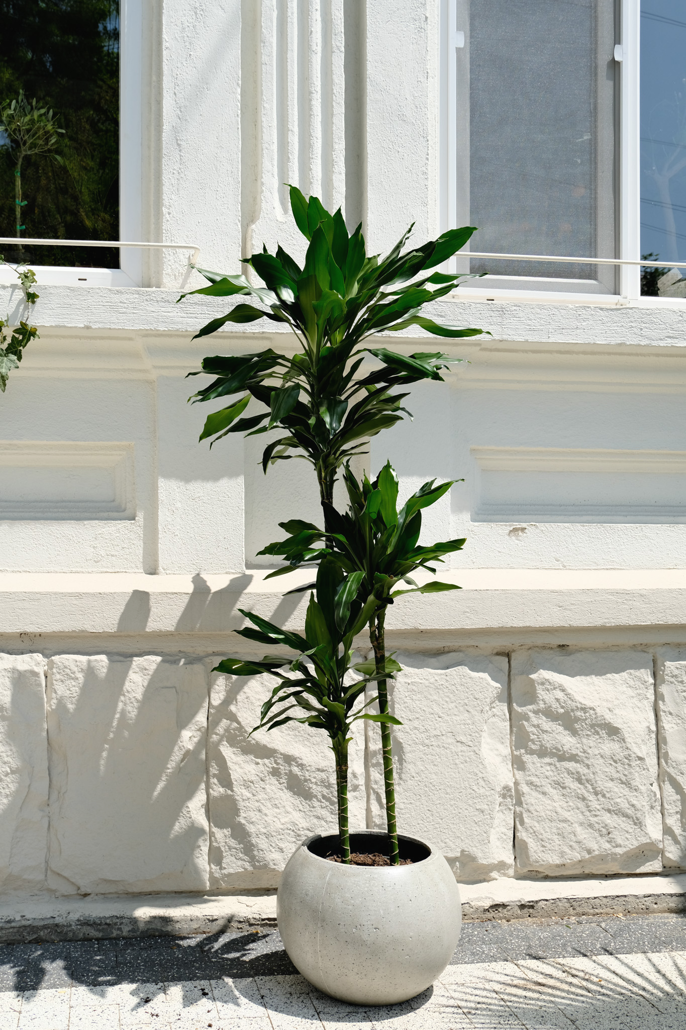 Dracaena Lind - Image 6