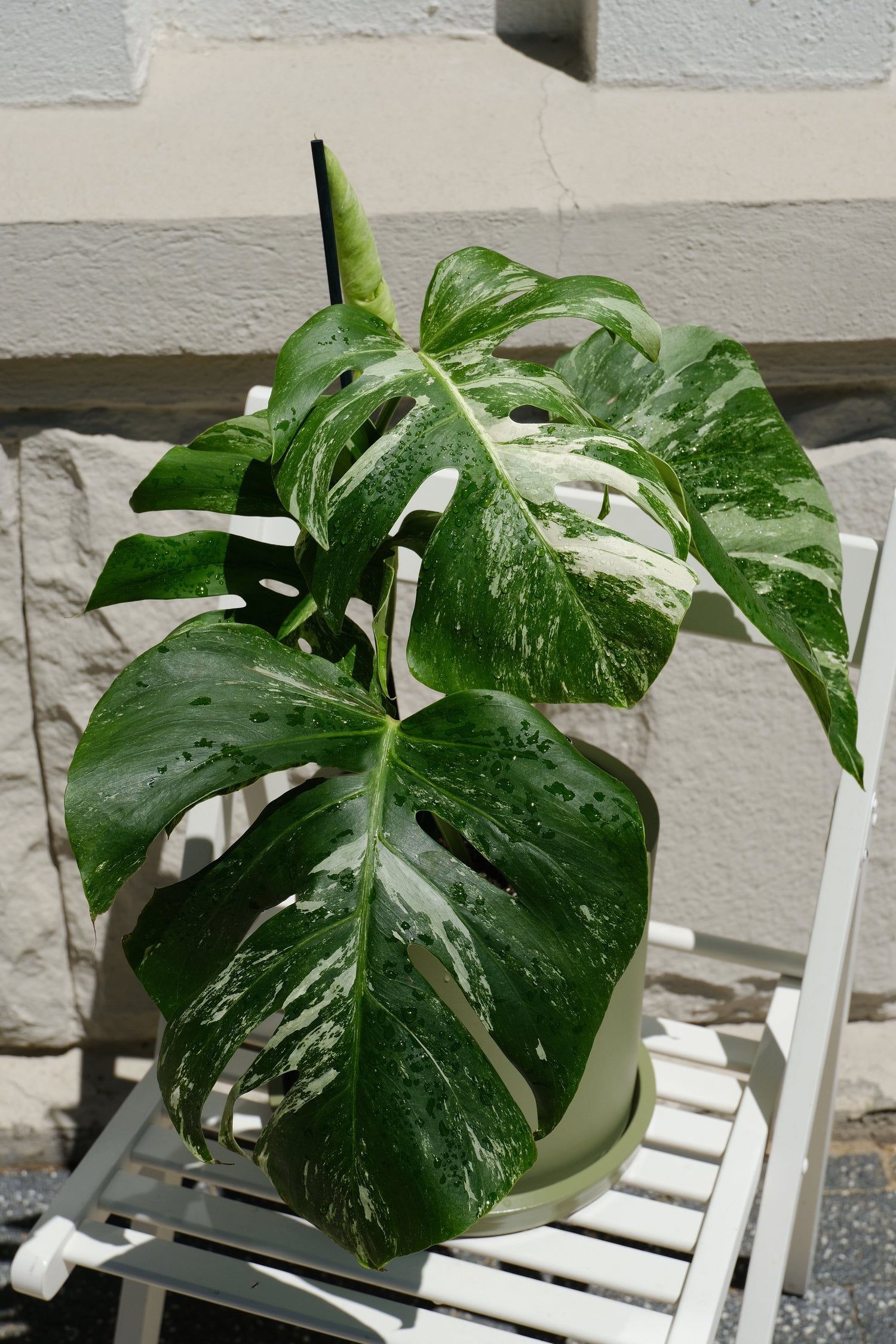 Monstera Deliciosa pestrița - Image 12