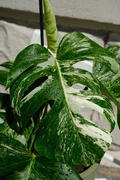Monstera Deliciosa pestrița - Image 17