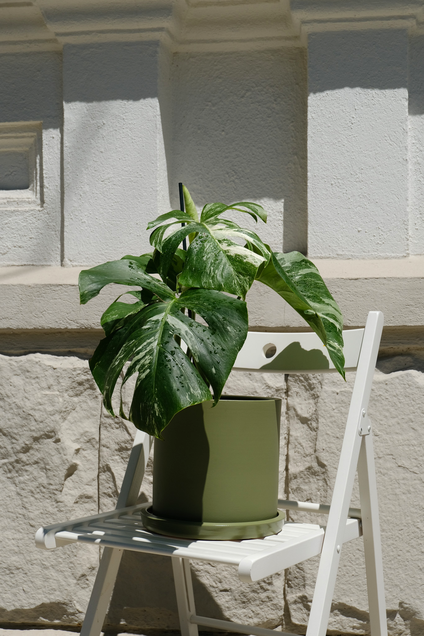 Monstera Deliciosa pestrița - Image 21