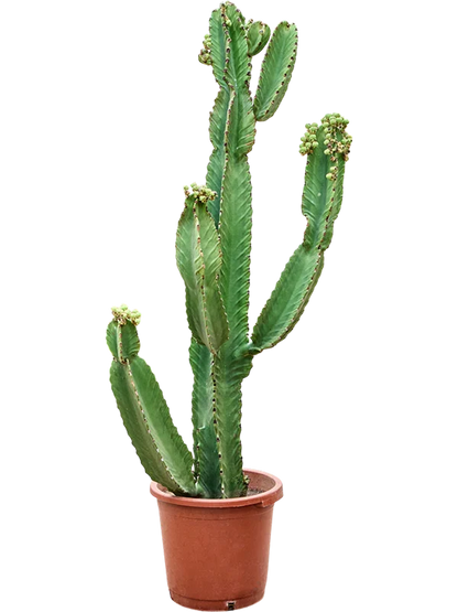 Euphorbia Ingens