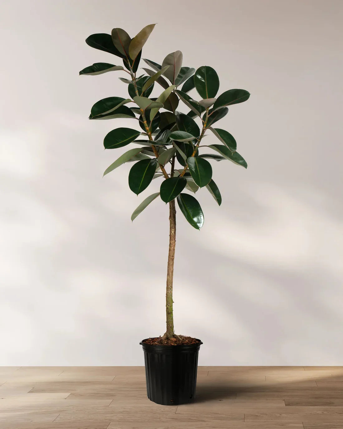 Ficus Burgundy On Stem