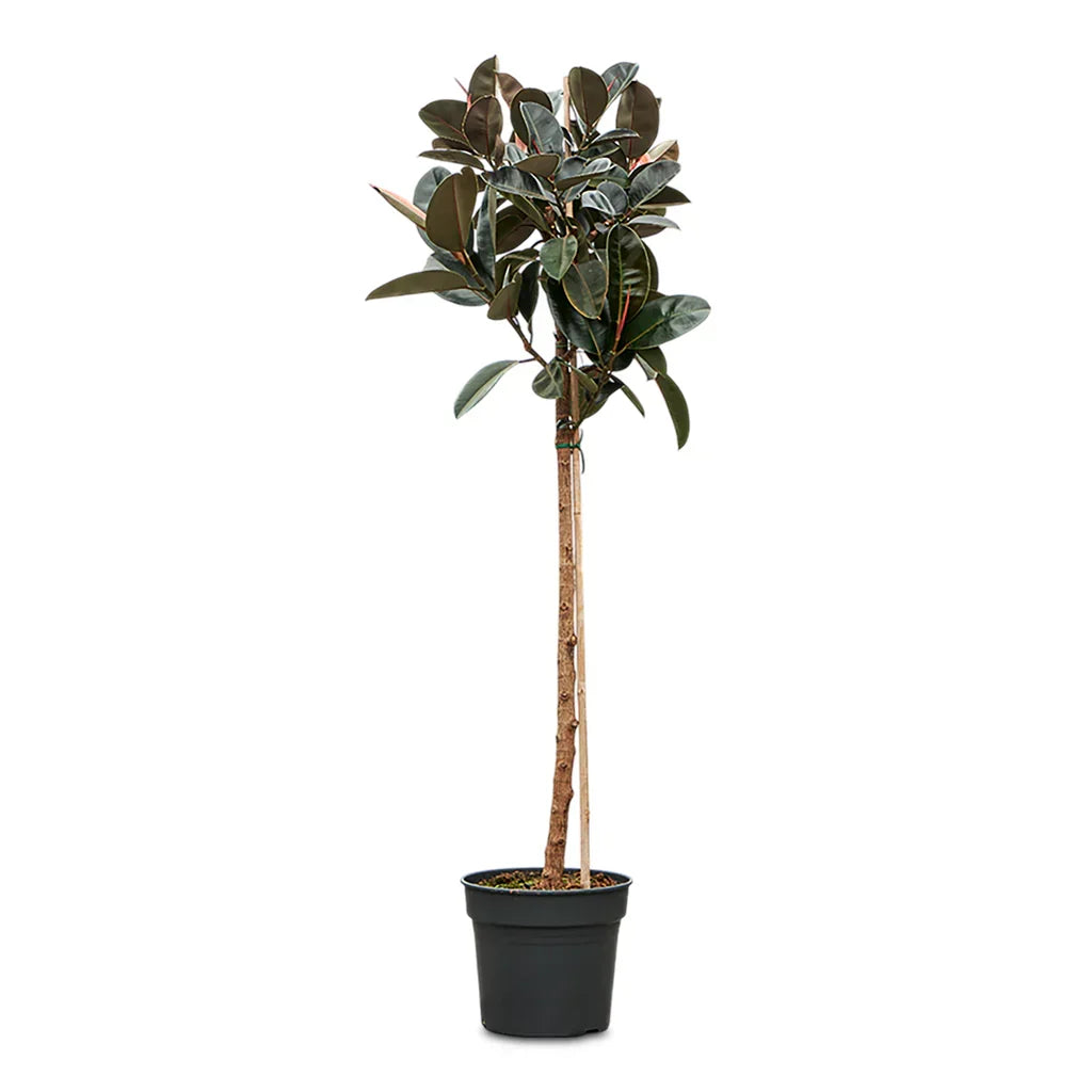Ficus Burgundy On Stem