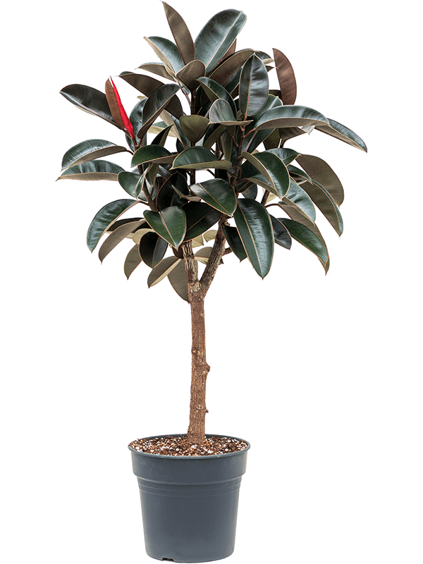 Ficus Burgundy On Stem