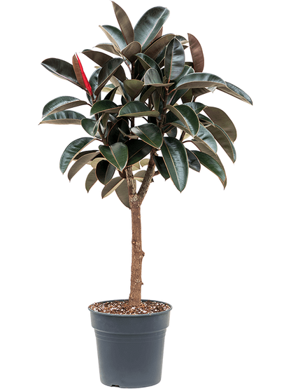 Ficus Burgundy On Stem