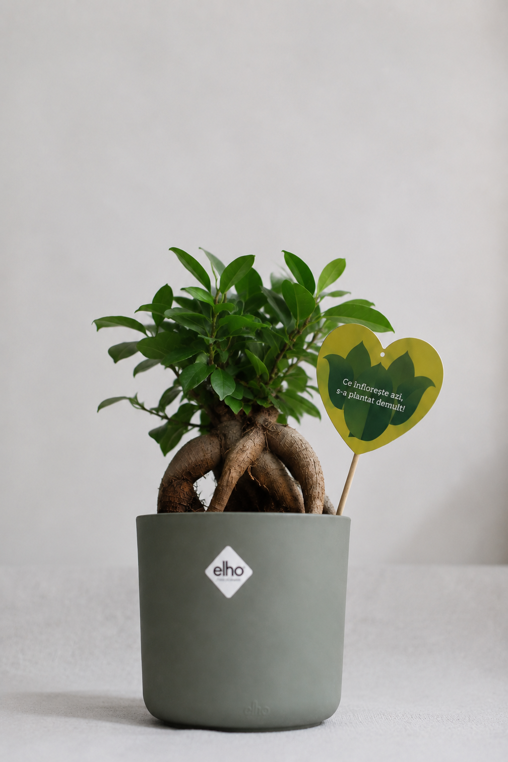 Set 3: Back to School – Ficus Ginseng