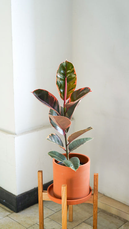 Ficus Belize - Image 4