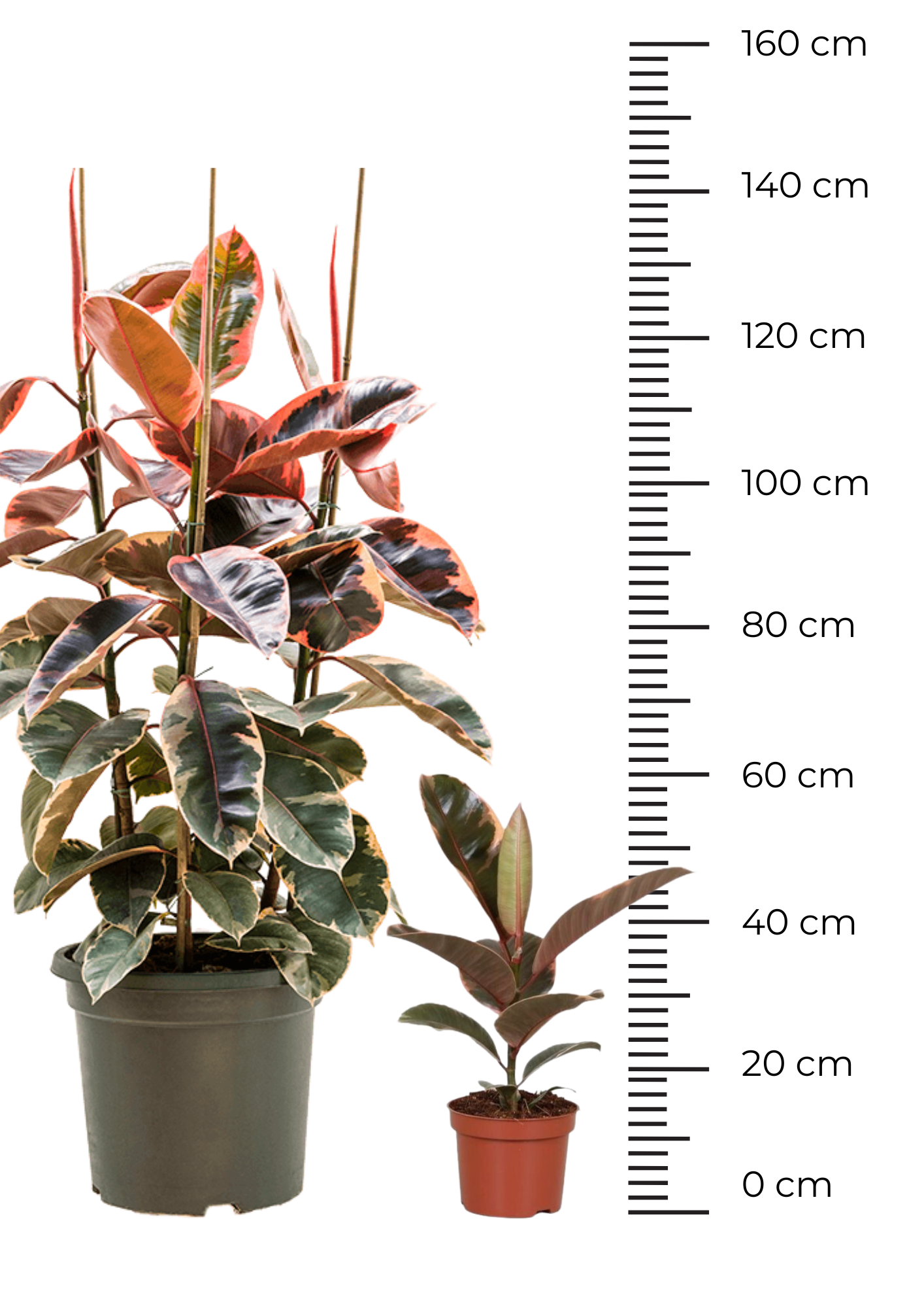 Ficus Belize - Image 7