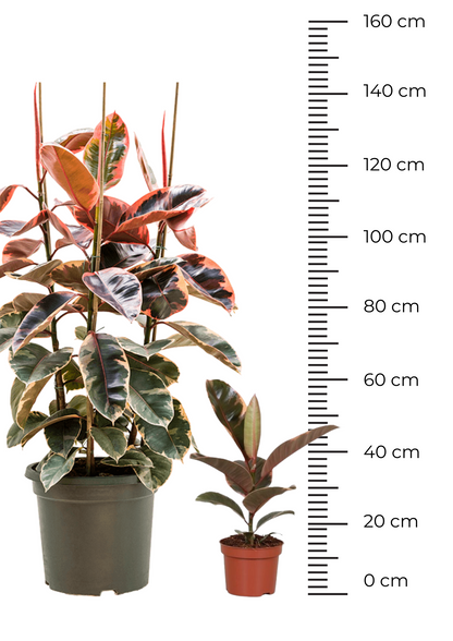 Ficus Belize - Image 7